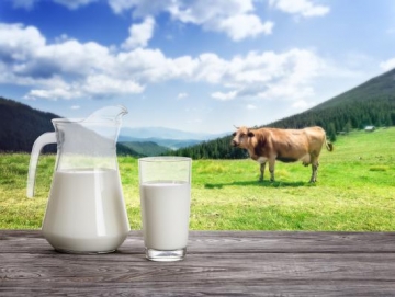 Nuovi studi per la valutazione della potenziale bioattività di latte e formaggi: il progetto FARM-INN