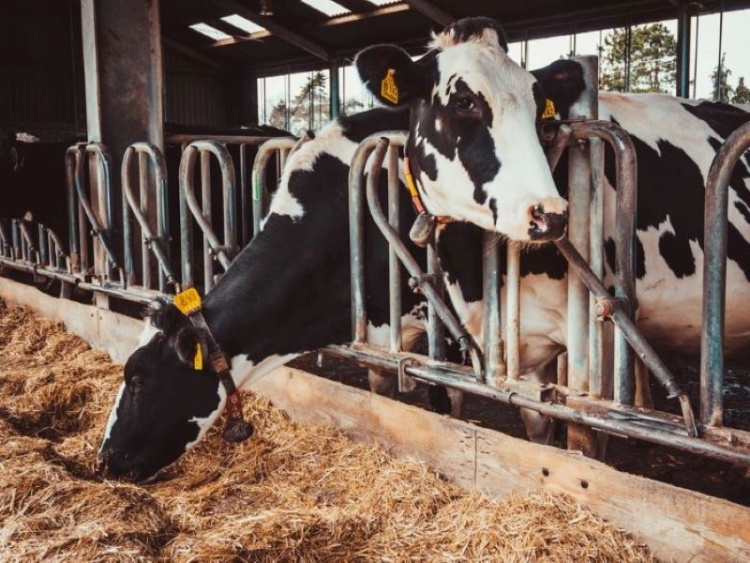 Il Bolo Alimentare: uno strumento mirato e multifunzionale per la gestione della bovina da latte